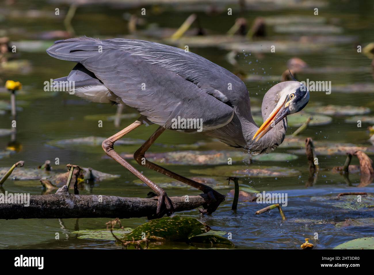 Un airone cinerino si trova su di un posatoio nell'Oasi Lipu di Torrile (Parme, Italie) Banque D'Images