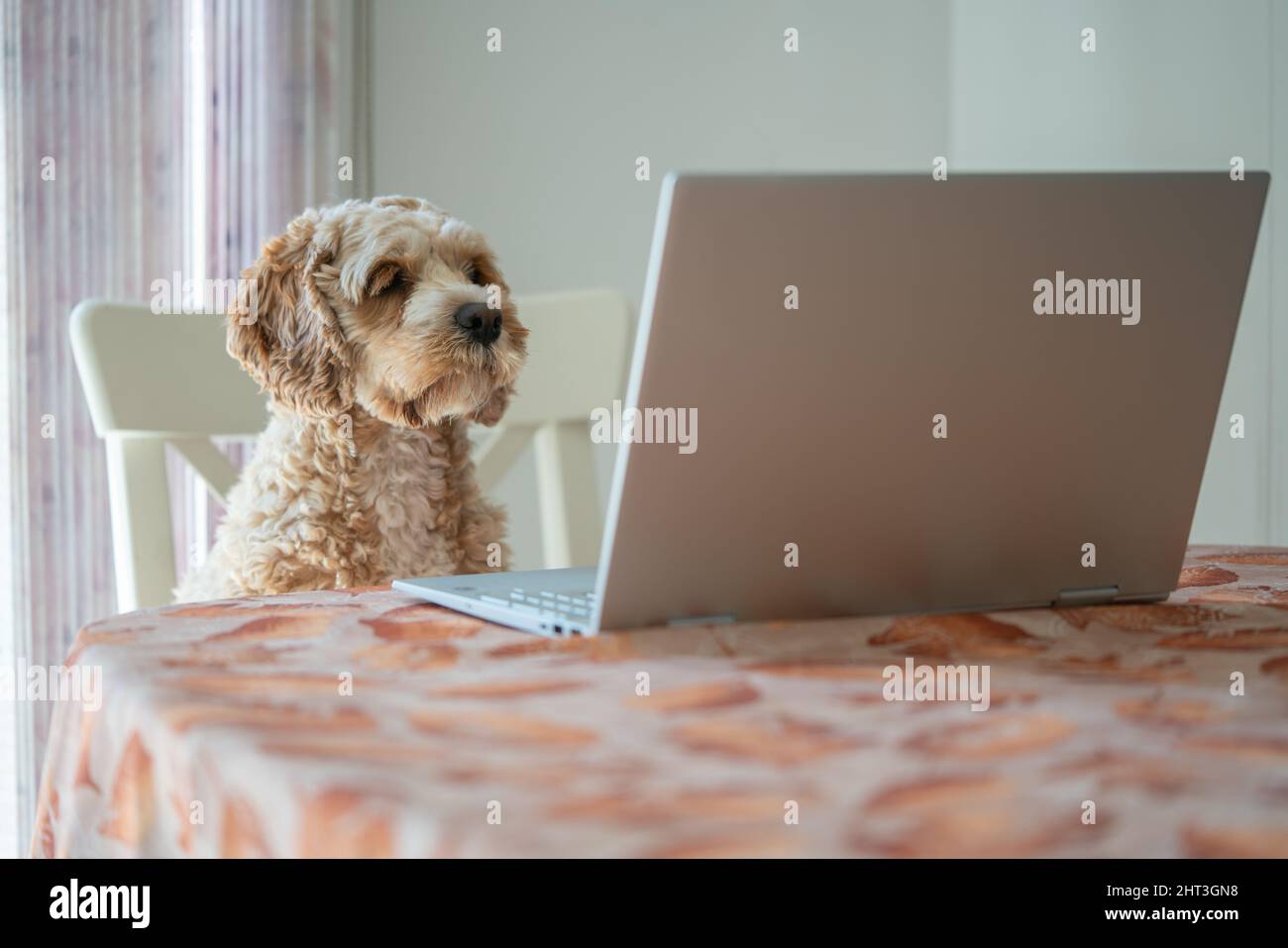 Curieux coqapoo chiot chien assis devant un ordinateur alors que le propriétaire apprend de la maison pendant la pandémie de quarantaine Covid19. Banque D'Images
