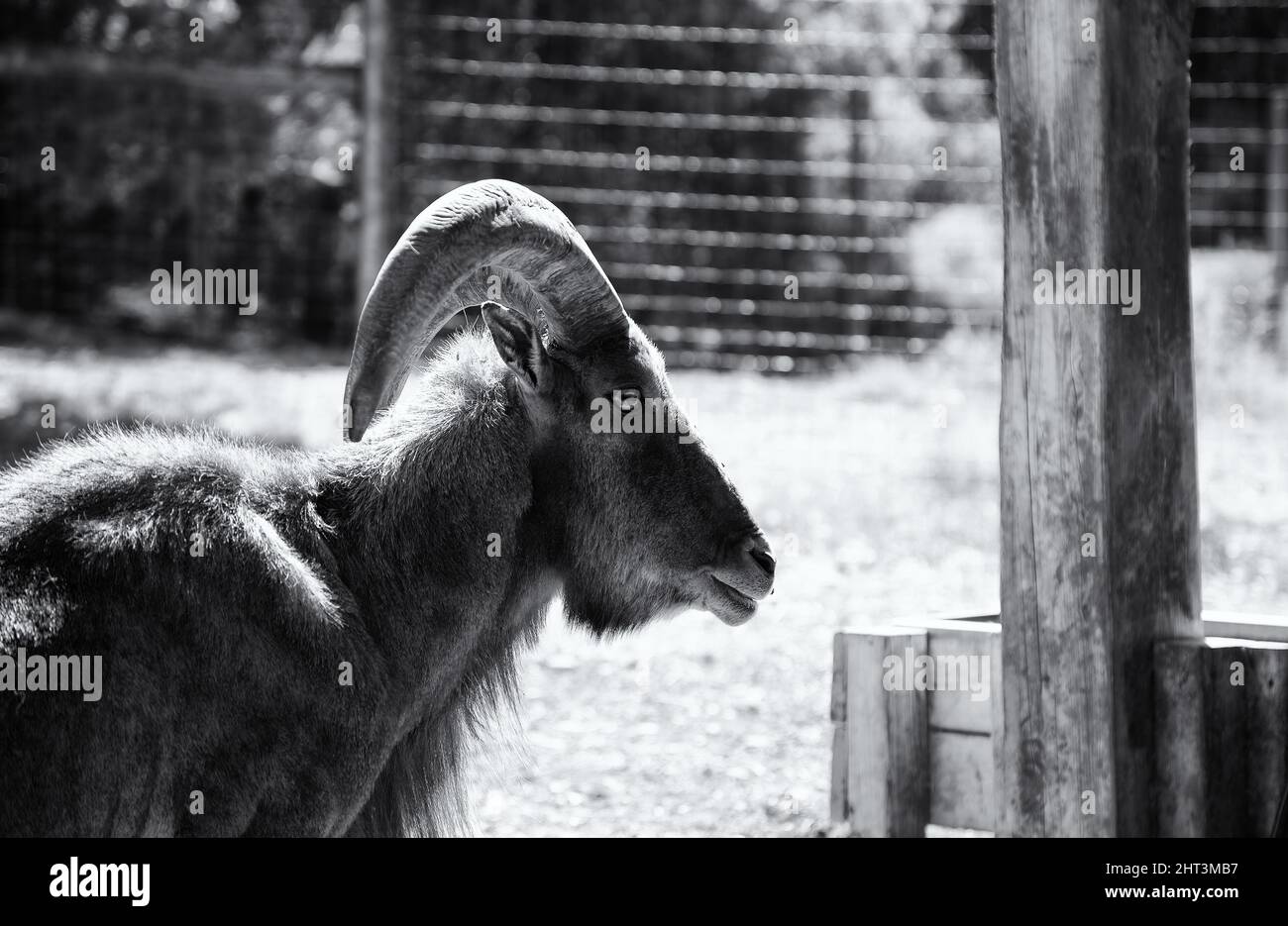 Chèvre dans la ferme animale, la vie rurale, l'industrie de l'élevage Banque D'Images