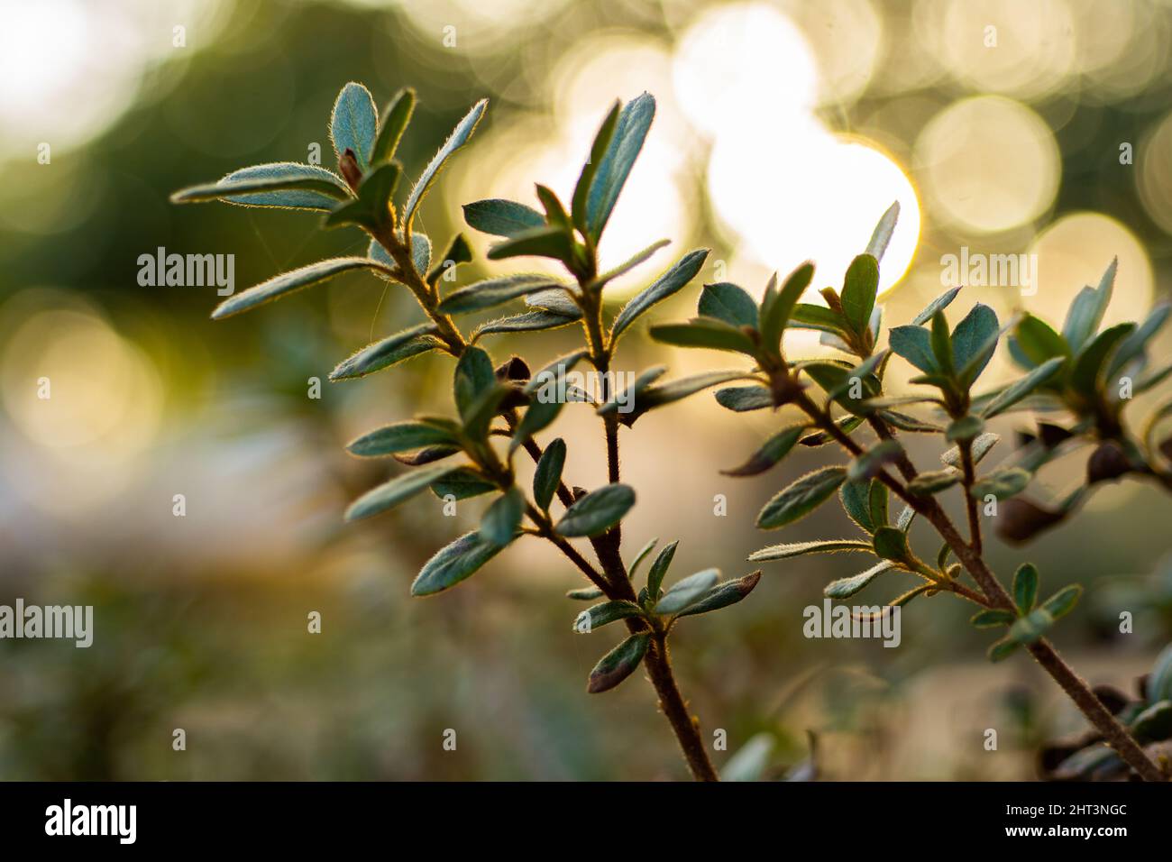 Gros plan de feuilles vertes fraîches d'une plante avec des lumières de bokeh dorées Banque D'Images