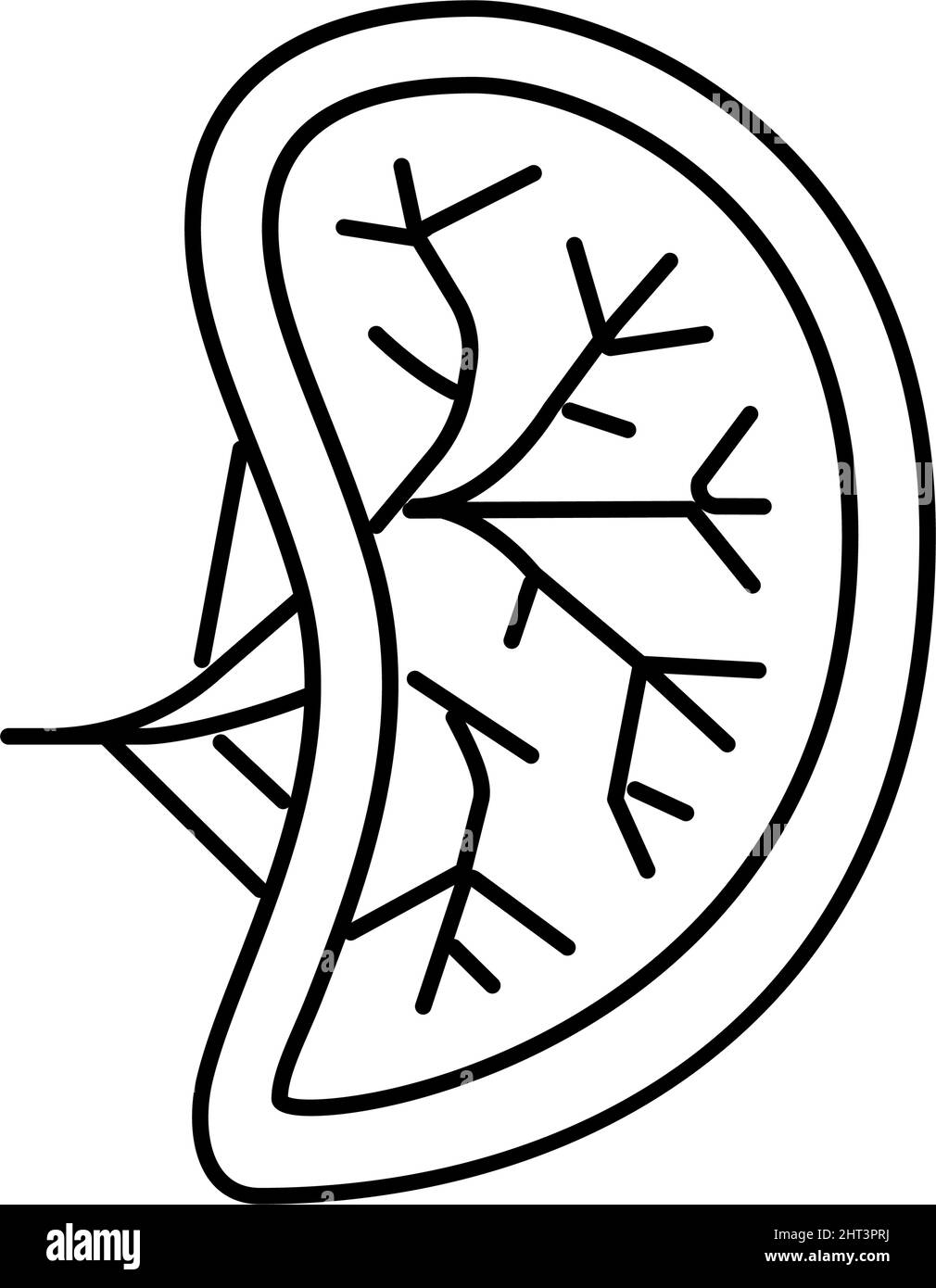illustration vectorielle de l'icône de la ligne d'organe humain de la rate Illustration de Vecteur