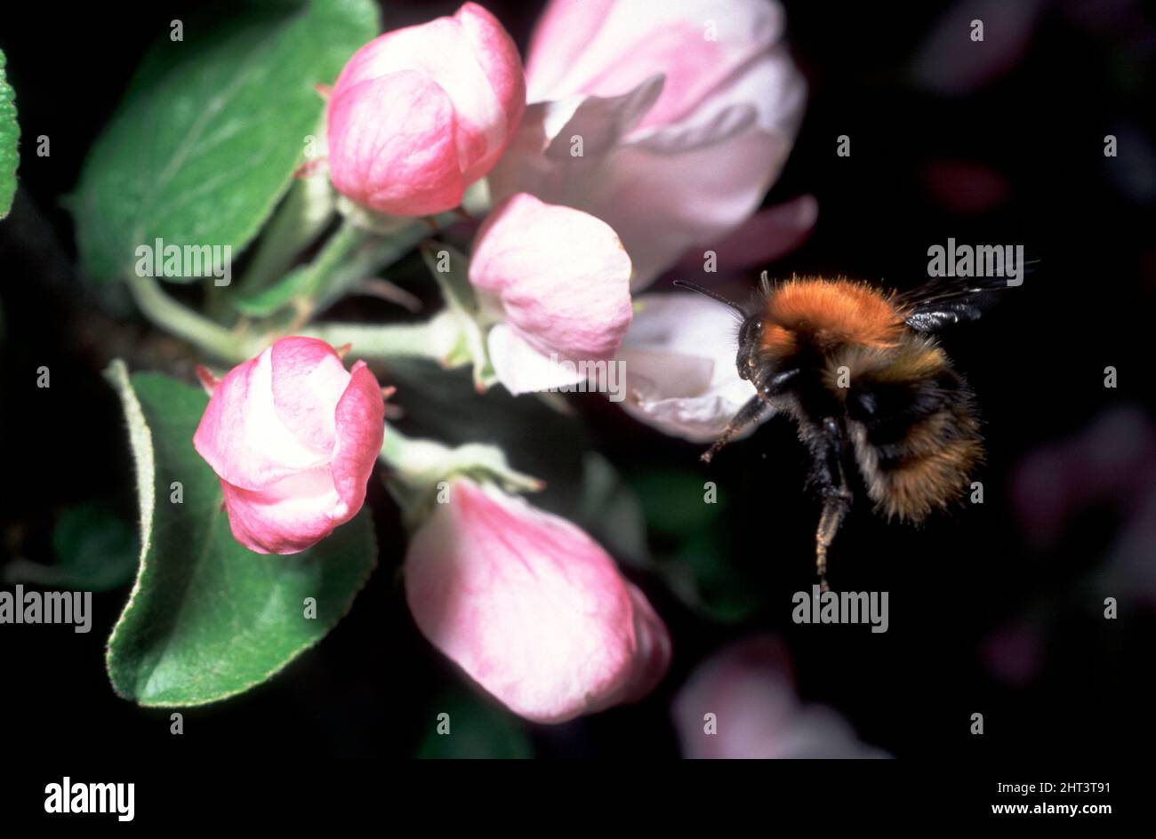 Bourdon sur une fleur de pomme Banque D'Images