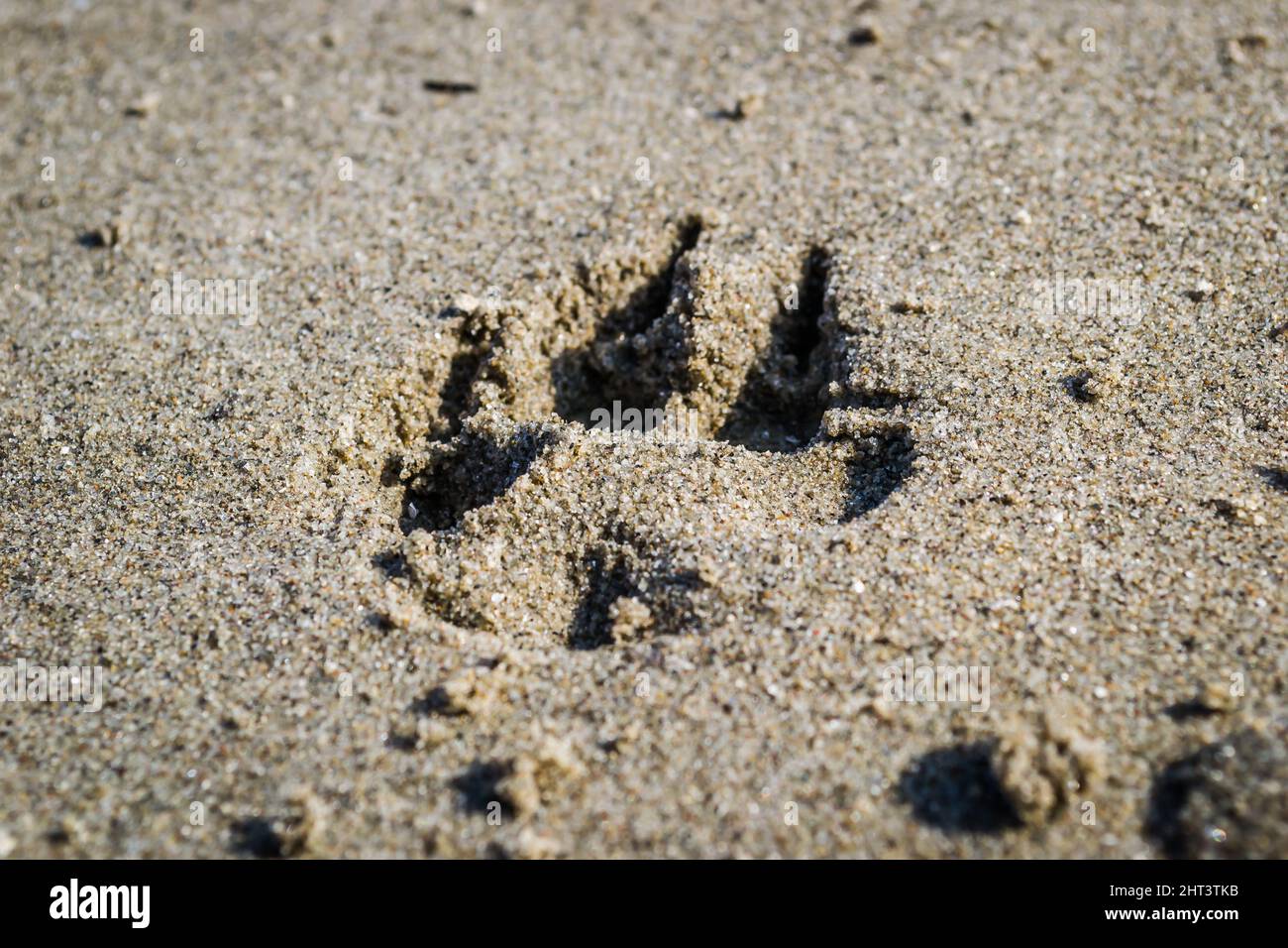 Empreinte d'un pied de chien sur le sable humide sur les rives du Danube. Banque D'Images