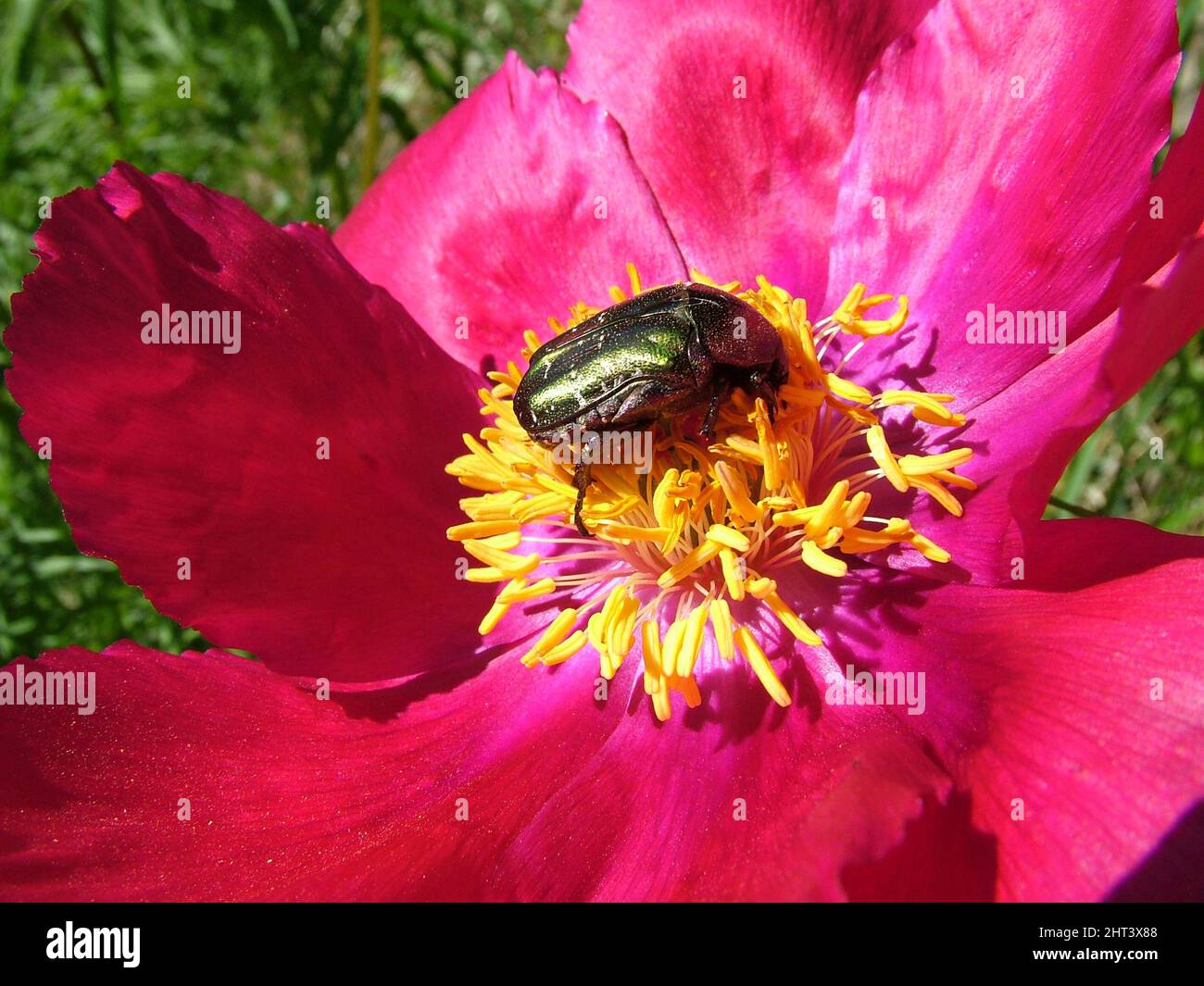 Coléoptère d'olive sur la pivoine d'aneth Banque D'Images