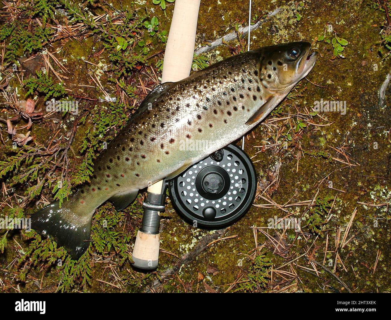 ancien panier creel truite pêche à la mouche osier et cuir a ancien panier creel truite pêche à la mouche osier et cuir a
