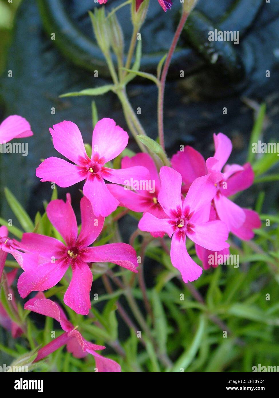 Phlox de mousse rose Banque D'Images