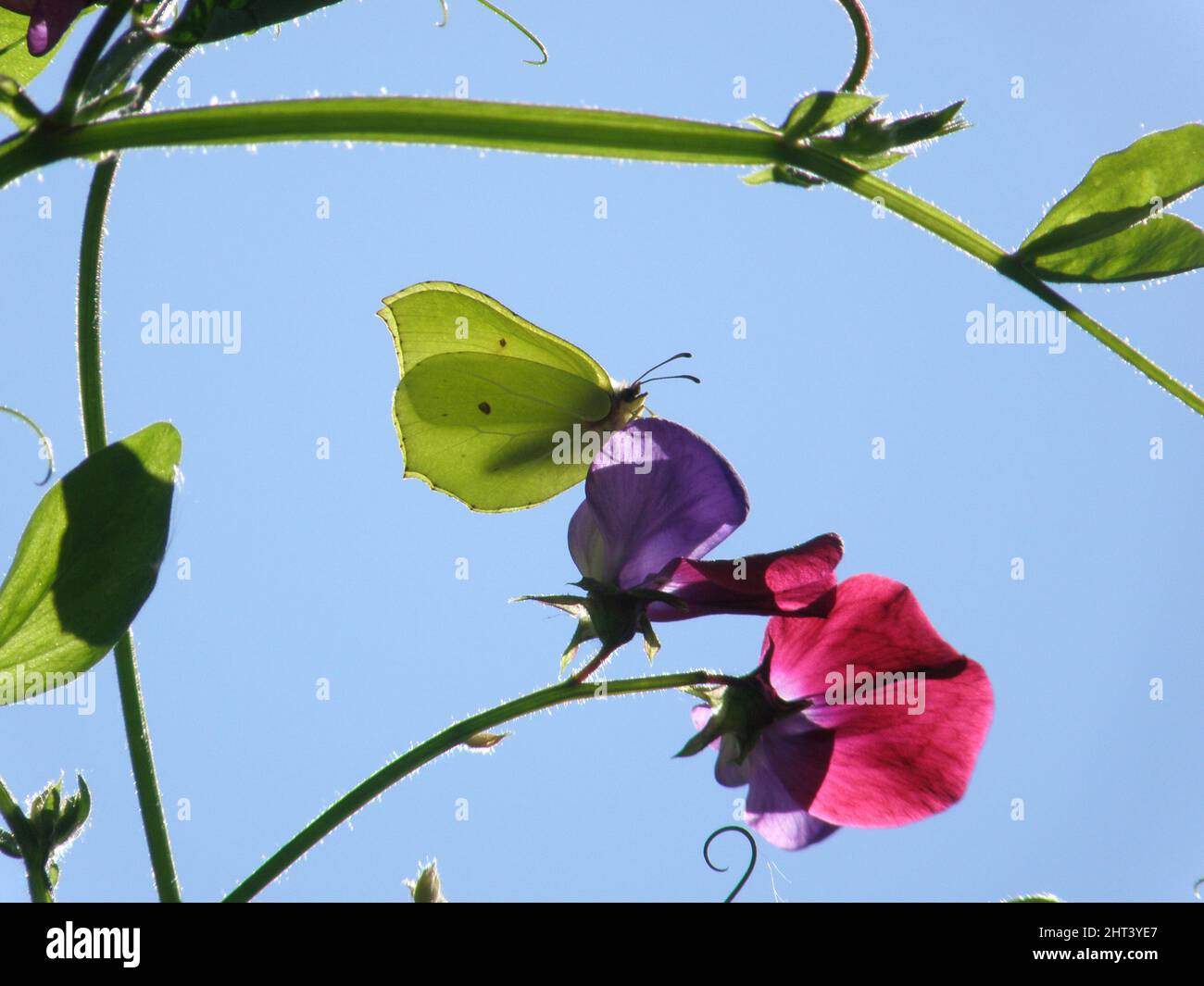 Papillon citron sur pois doux 'Wild italian' Banque D'Images