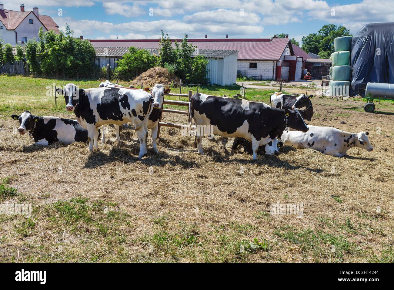 Un petit troupeau de vaches devant la ferme d'agritourisme Banque D'Images