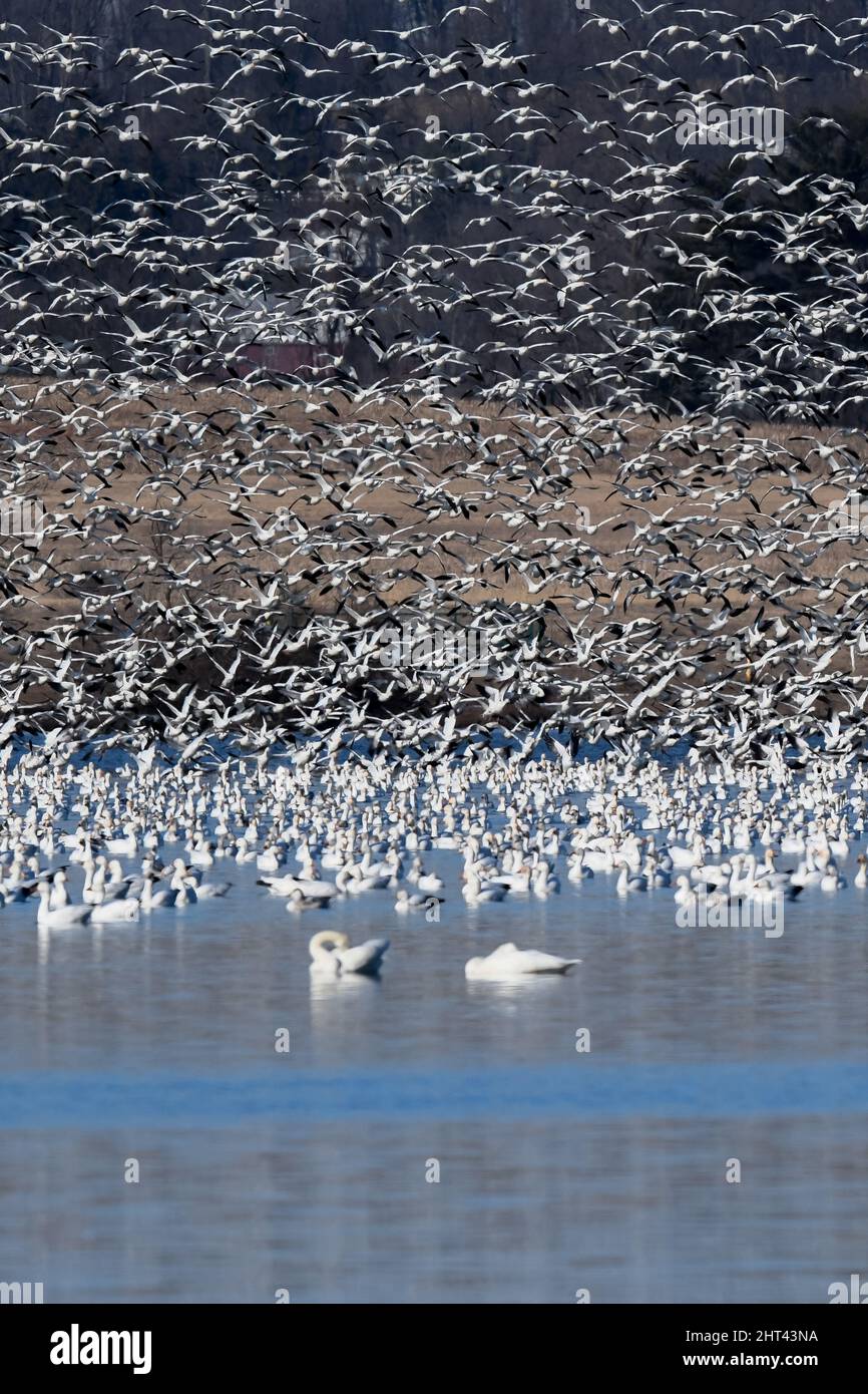Oies des neiges volant Anser caerulescens / oiseaux aquatiques des oies des neiges affluent vers le nord pour le parc national Spring Middle Creek Reservoir en Pennsylvanie. Annuel Banque D'Images