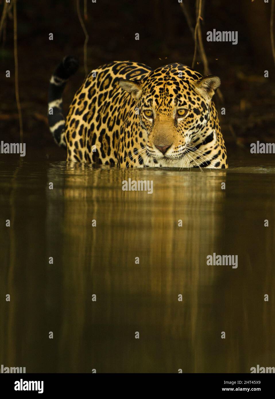 Jaguar (Panthera onca), dans l'eau d'une rivière la nuit. Pantanal, Mato Grosso, Brésil Banque D'Images