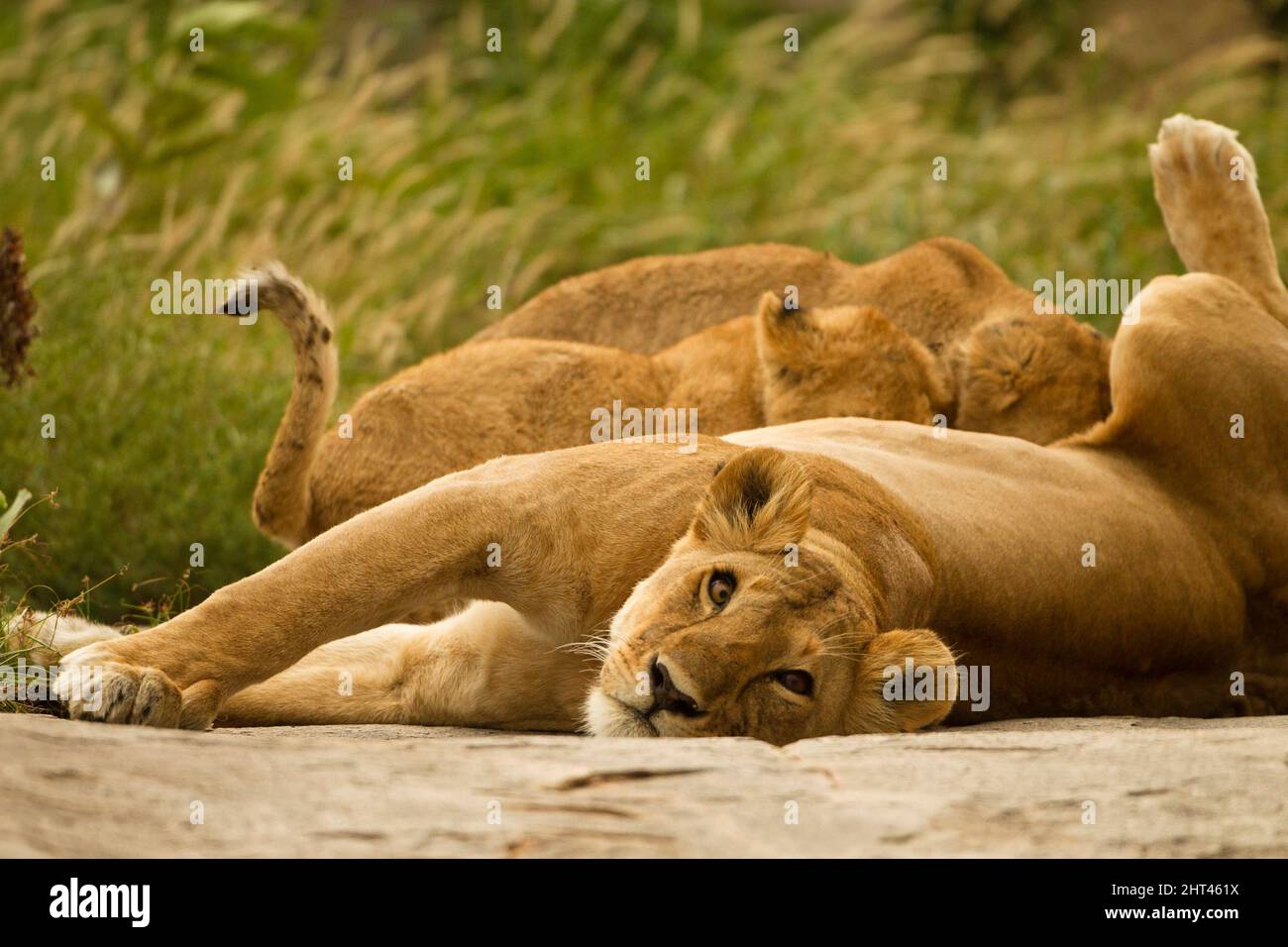 Lion africain (Panthera leo), câb allaitantes. Zone de conservation de Ngorongoro, Tanzanie Banque D'Images