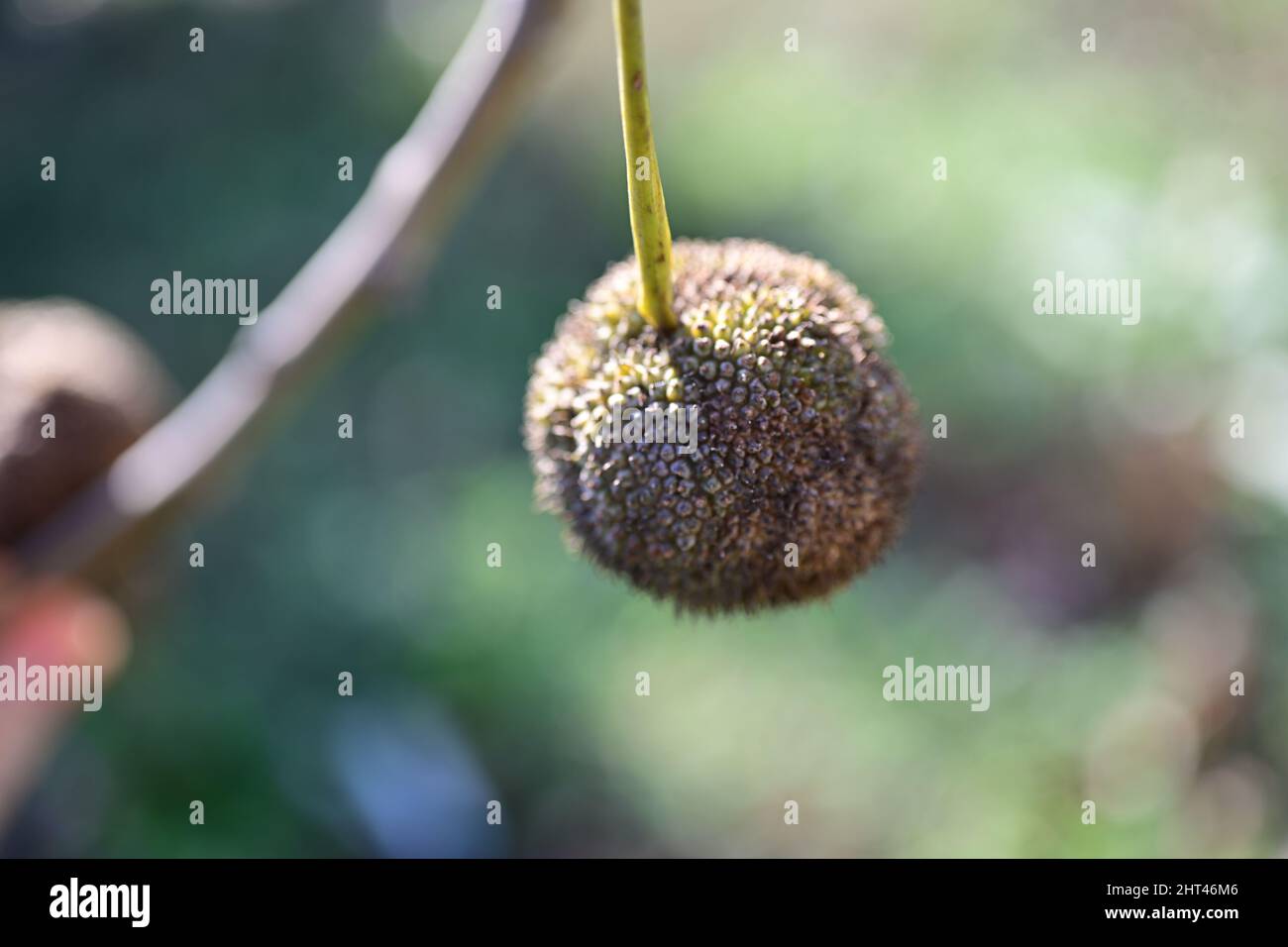 Gros plan d'une graine d'arbre de sycomore, qui apparaît à la fin de l'hiver et au début du printemps Banque D'Images