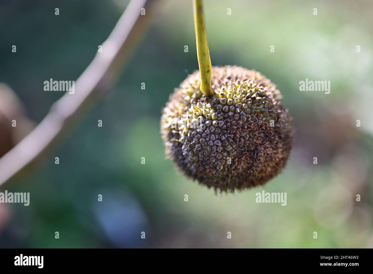 Gros plan d'une graine d'arbre de sycomore, qui apparaît à la fin de l'hiver et au début du printemps Banque D'Images