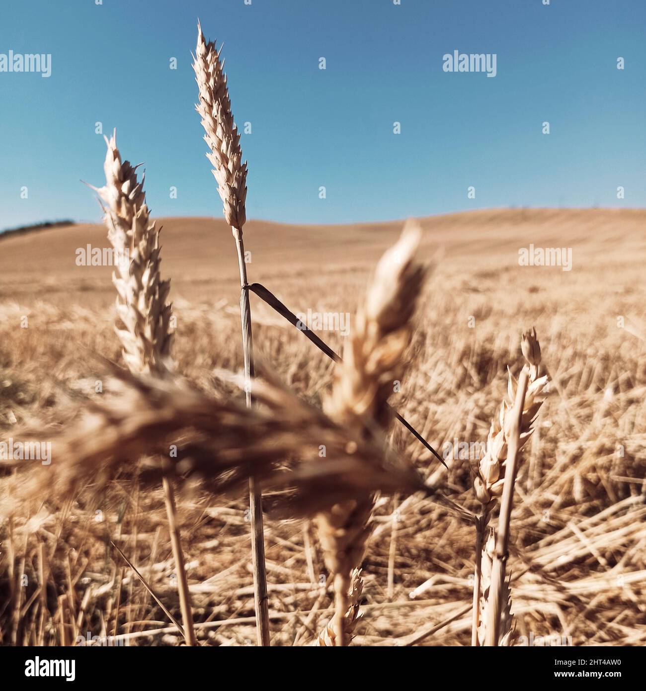 Belle vue sur un champ de céréales récolté à la Alcarria, Guadalajara, Espagne Banque D'Images