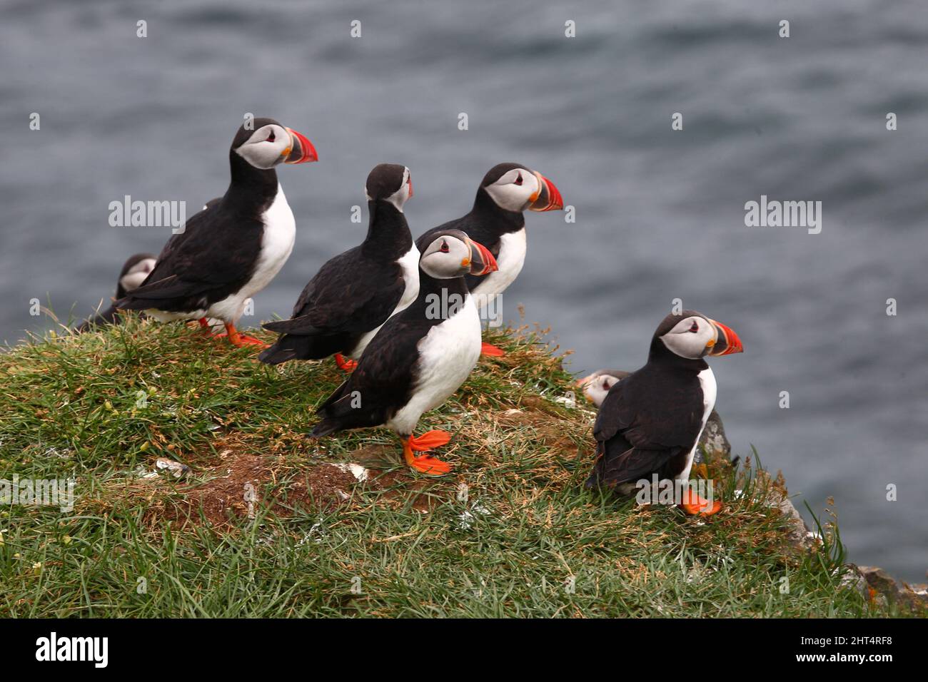 Papageitaucher / macareux de l'Atlantique / Fratercula arctica Banque D'Images