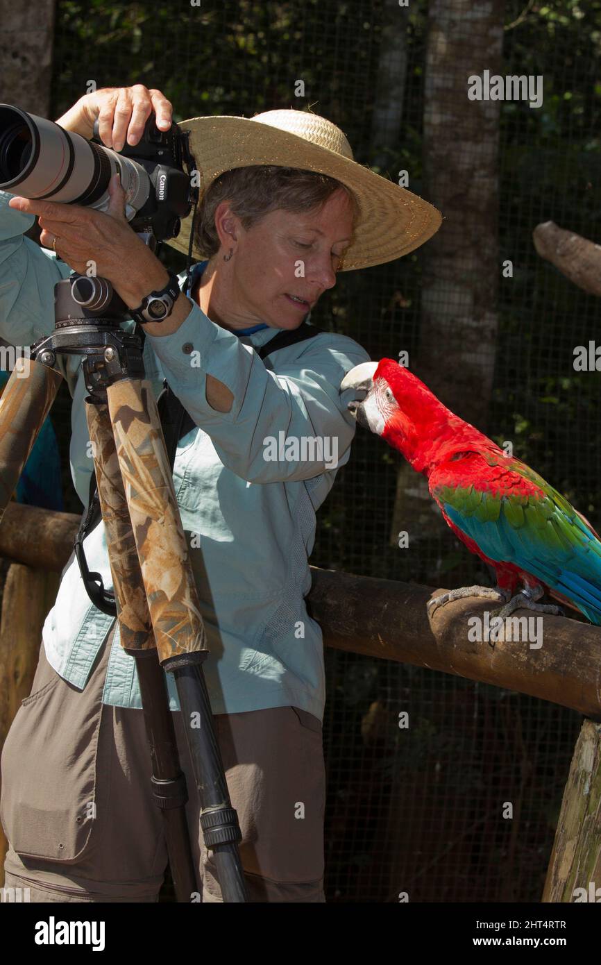 Intérêt mutuel entre la photographe de la faune Mary Ann McDonald et une macaw Scarlet. Pantanal, Mato Grosso, Brésil Banque D'Images