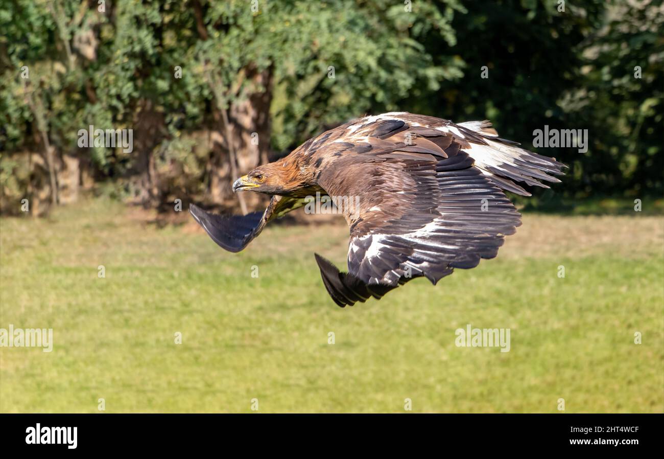 L'aigle d'or (Aquila chrysaetos) volant d'une nature estivale avec la lumière du soleil Banque D'Images