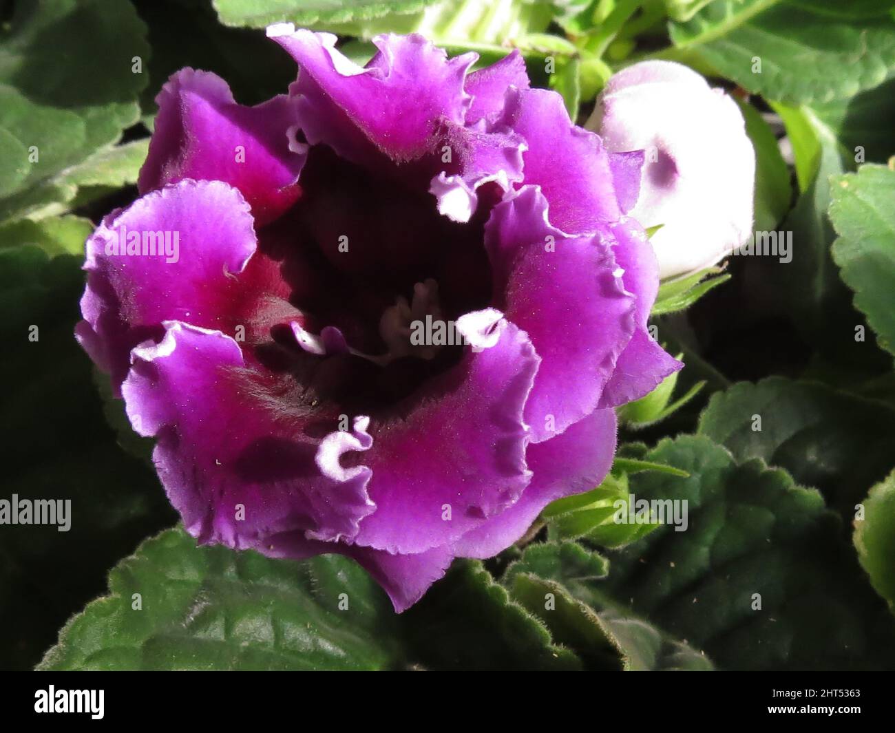 Gros plan d'une fleur de Gloxinia avec des feuilles vertes Banque D'Images