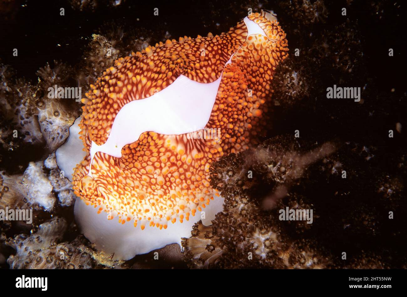 Costellation de cowry d'oeufs (Ovula costellata), de forme semblable à celle du cowry d'oeufs commun, mais seulement environ la moitié de sa taille. Îles solitaires, Nouvelle-Galles du Sud, au Banque D'Images