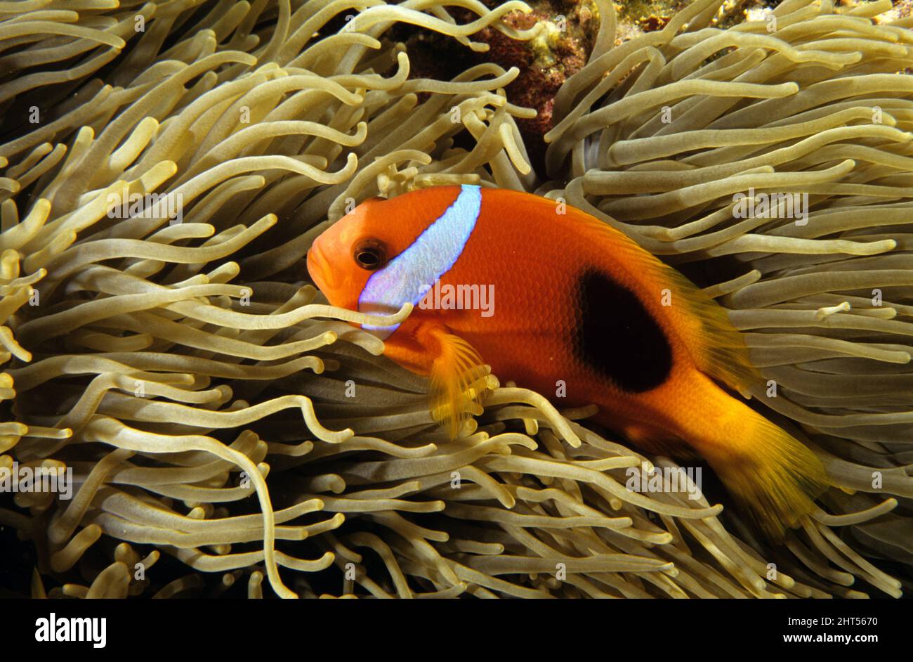 Poisson-clown du feu (Amphiprion melanopus), dans l'anémone hôte. Vila, Vanuatu, Pacifique Sud Banque D'Images