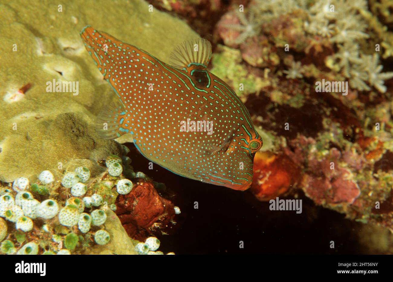 Papuan toby (Canthigaster papouasie). Manado, Indonésie Banque D'Images