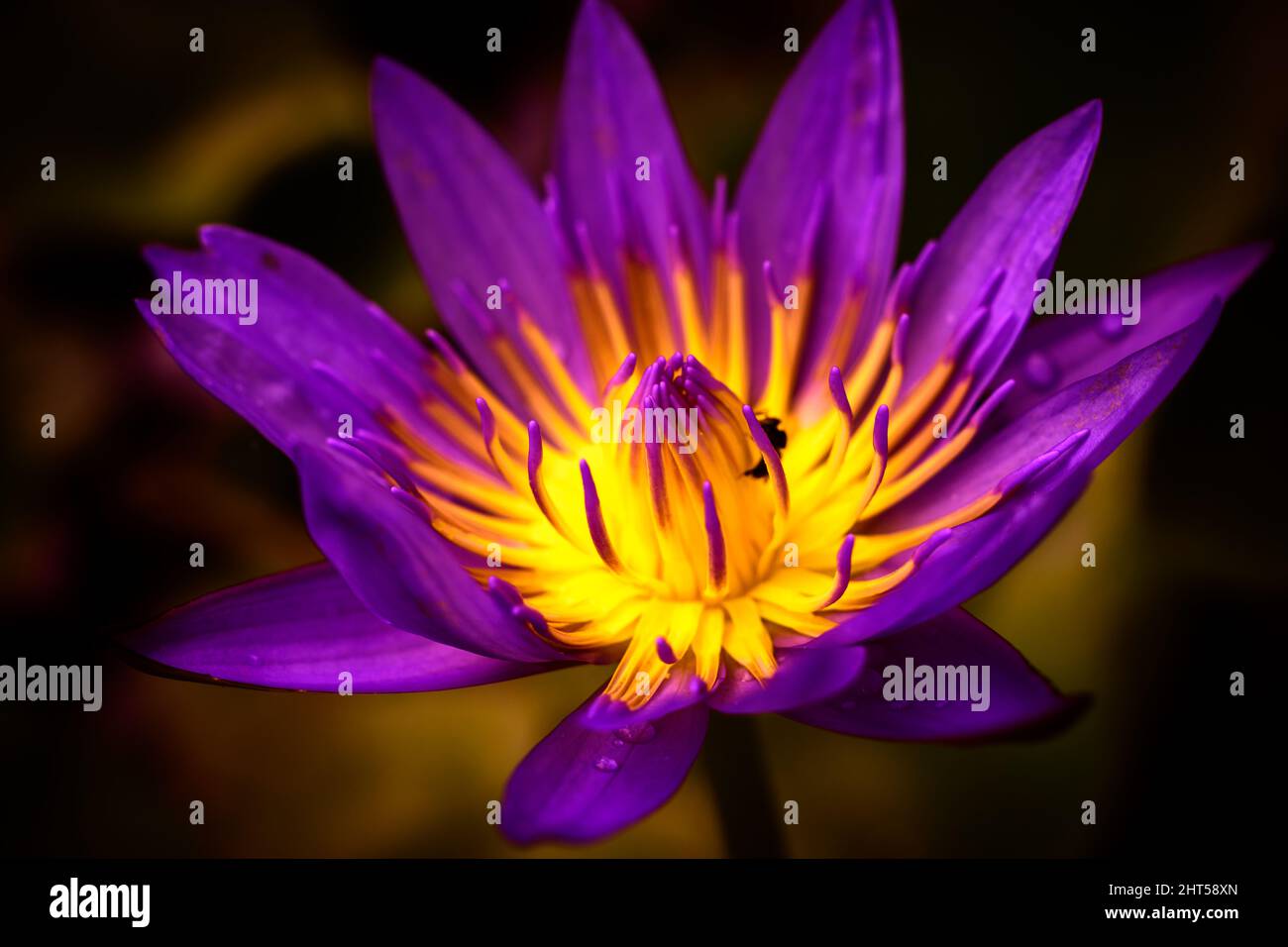 Photo macro de fleur de nénuphars, couleurs saturées, fleur isolée de nénuphars. Banque D'Images
