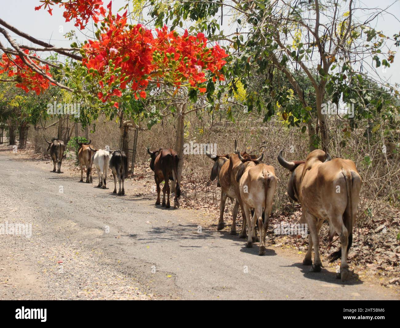 Belle photo d'un troupeau d'oxen marchant près d'une rue Banque D'Images