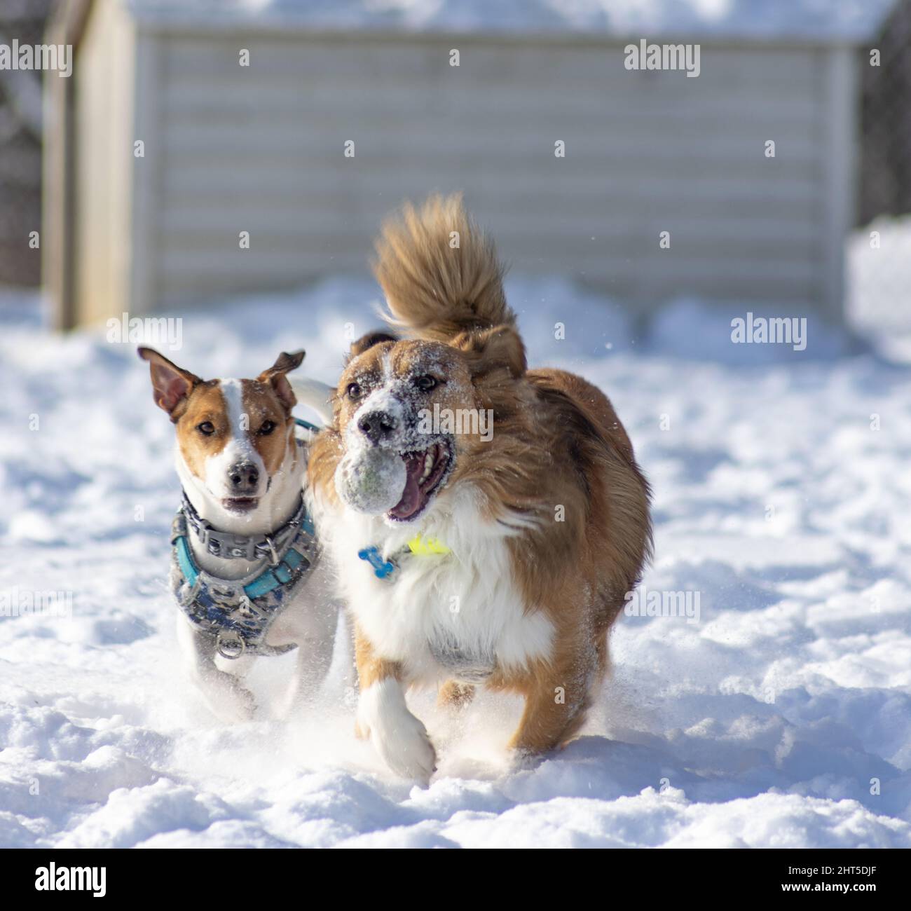 Berger australien et Jack Russell jouant dans un parc couvert de neige aux Coteaux Banque D'Images