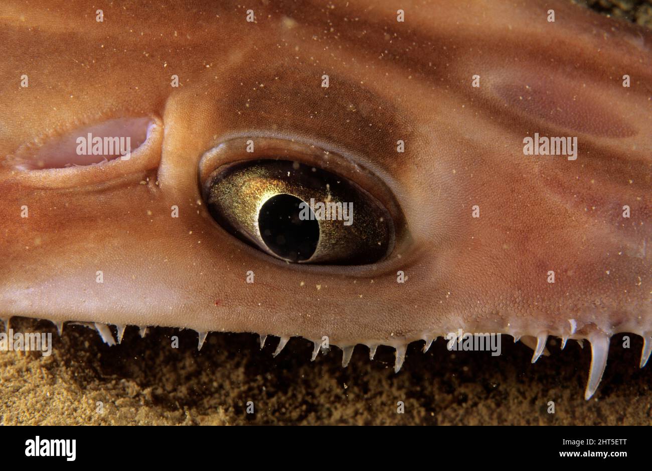 Le requin-scie longnose (Pristiophorus cirrhotus), montrant des dents rostrales s'étendant au-delà de l'œil. Nouvelle-Galles du Sud, Australie Banque D'Images