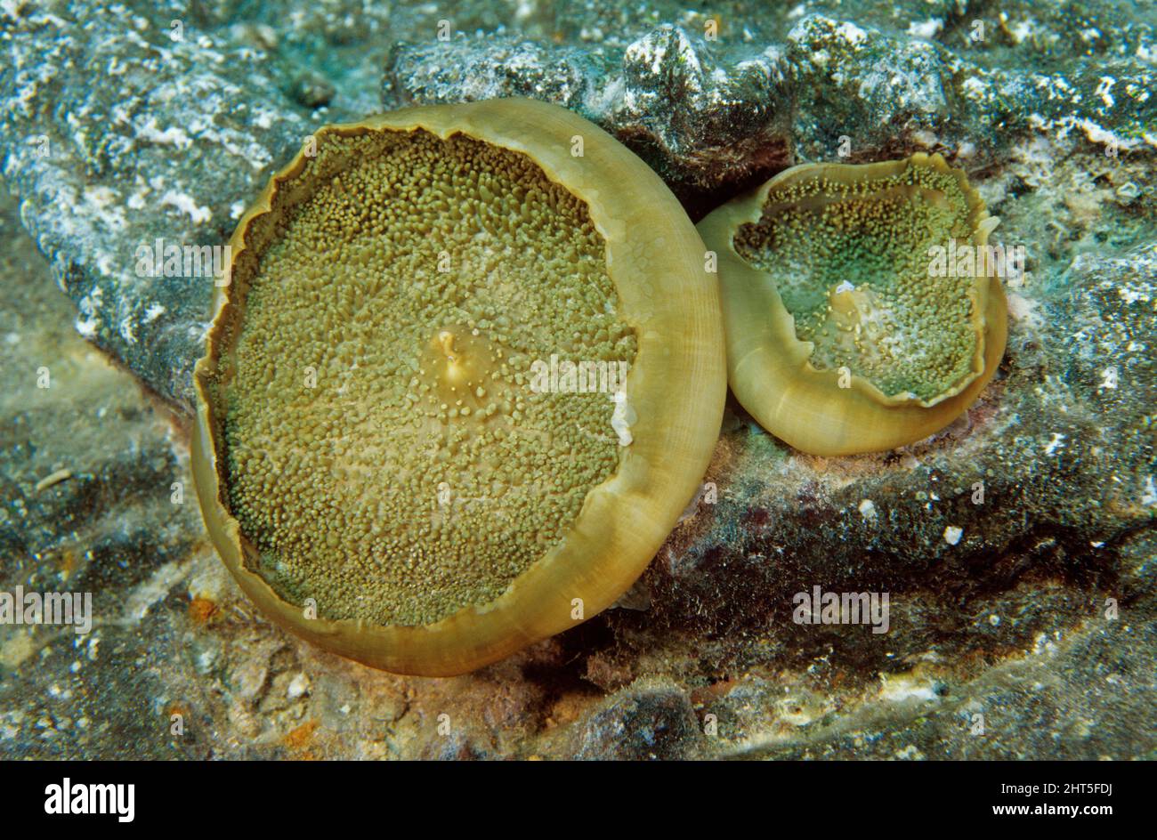 Corallimorph (Amplexidiscus fenestrafer), bouche. Grande barrière de corail, Queensland, Australie Banque D'Images