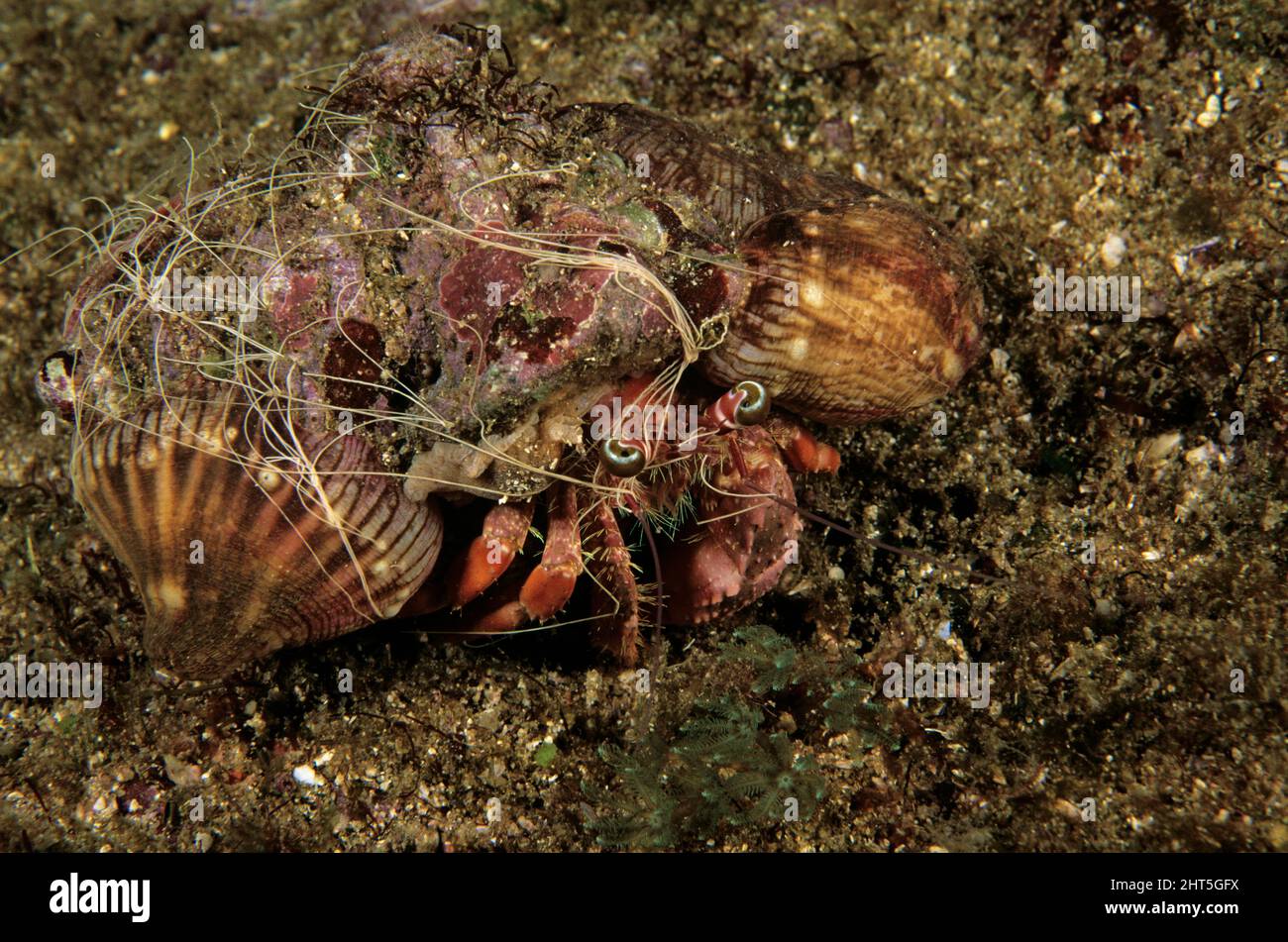 Le crabe ermite de l'anémone (Dardanus sp.), avec des anémones poussant sur la coquille, expulsant les cordes. Banque D'Images