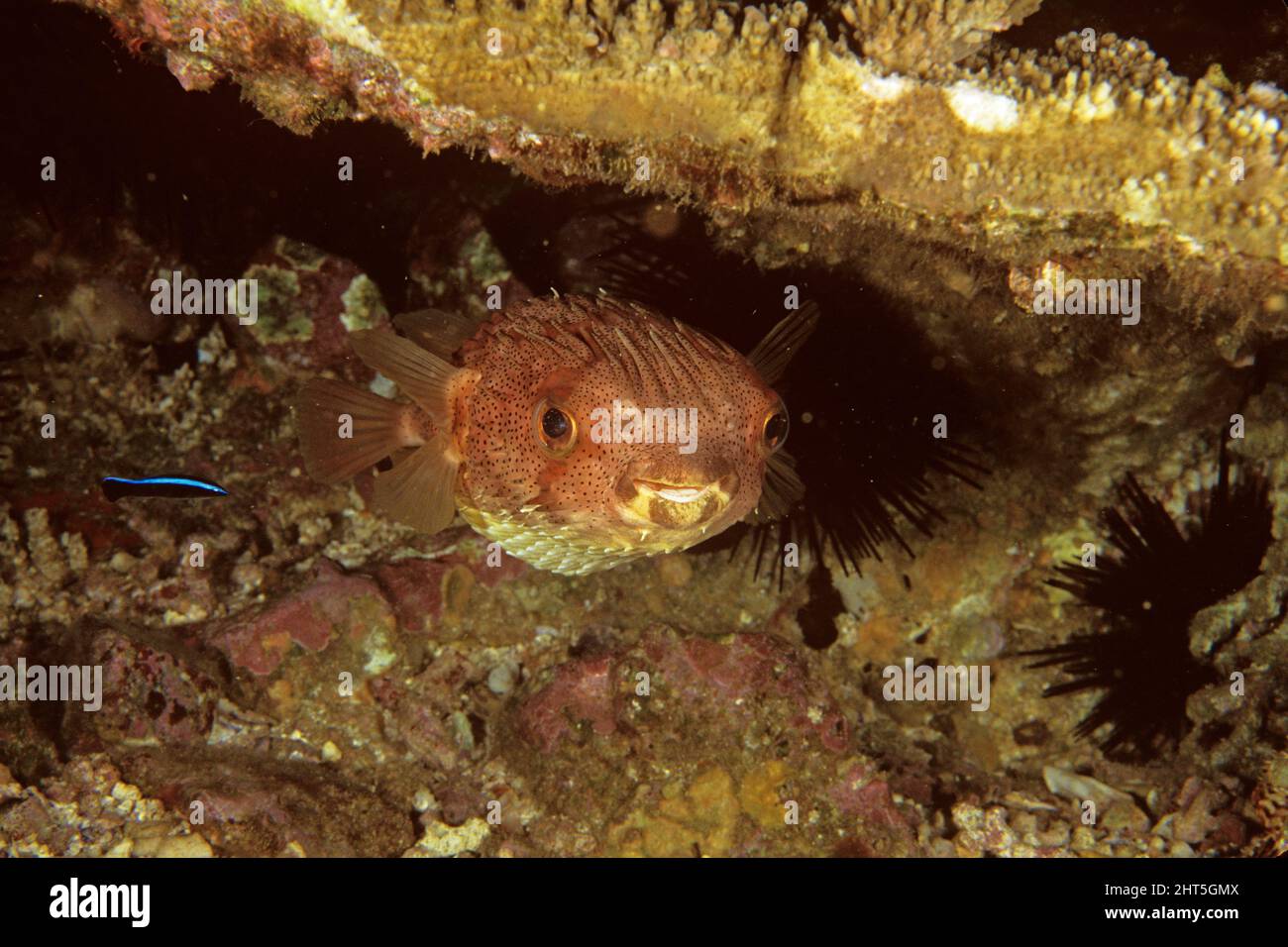 Grand corégone (Diodon holocanthus), planant au poste de nettoyage. Îles solitaires du Nord, Nouvelle-Galles du Sud, Australie Banque D'Images