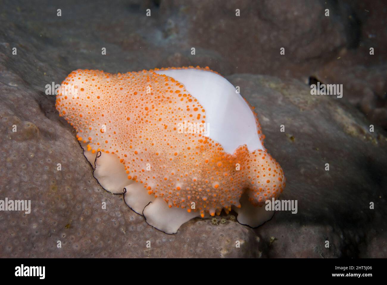 Costellation de cowovers (Ovula costellata), de forme semblable à celle du cowovers commun, mais seulement environ la moitié de sa taille. Split Solitary Island, Australie Banque D'Images