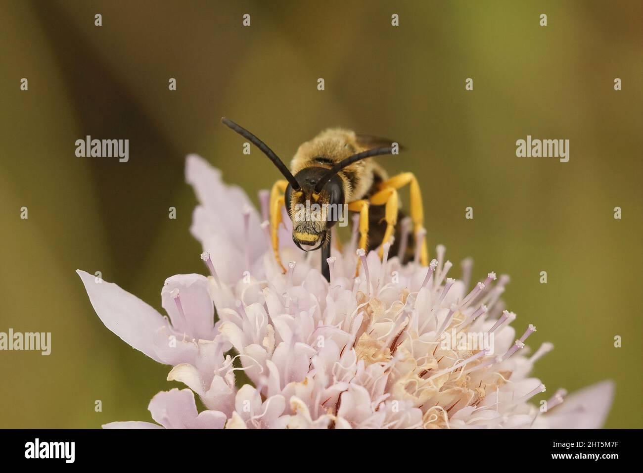 Gros plan frontal sur une abeille mâle à grand sillon, Halictus quadricinctus, assise au-dessus d'une fleur rose scabieuse dans le sud de la France Banque D'Images