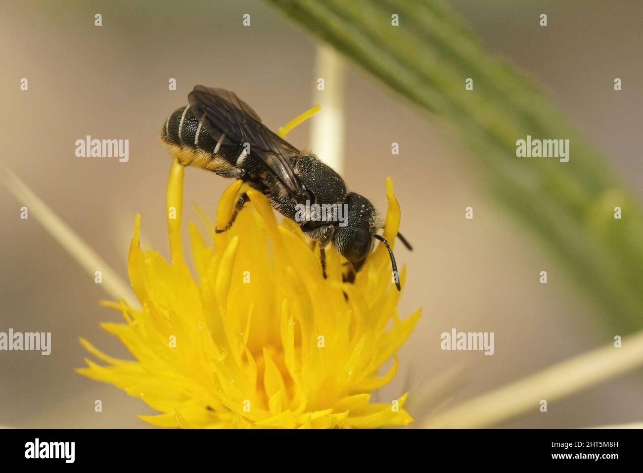 Gros plan d'une petite abeille en résine blindée crénelée, Heriades crenulatus, sur un chardon jaune, Centaurea solstiliatis, dans le sud de la France Banque D'Images