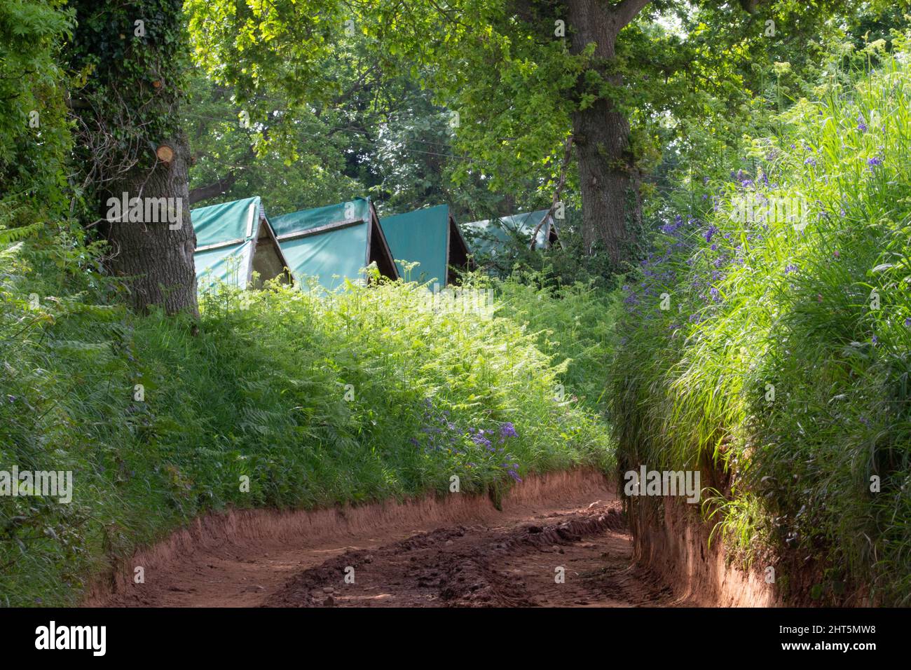 une route de ferme brune avec du poulet jette l'autre côté d'une haie verte avec des arbres en arrière-plan Banque D'Images