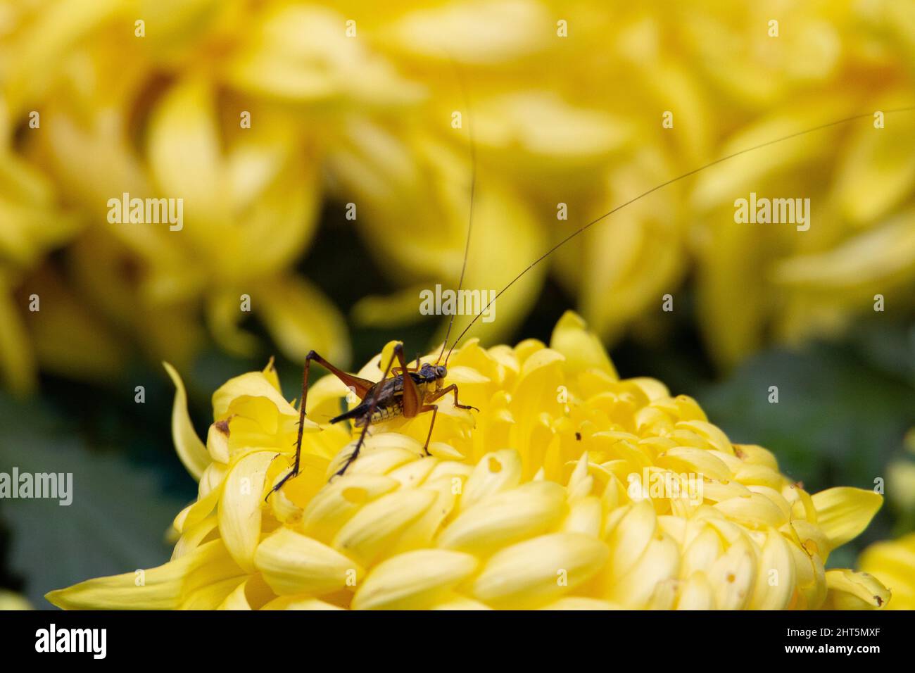 un cricket reposant sur une fleur jaune tropicale Banque D'Images