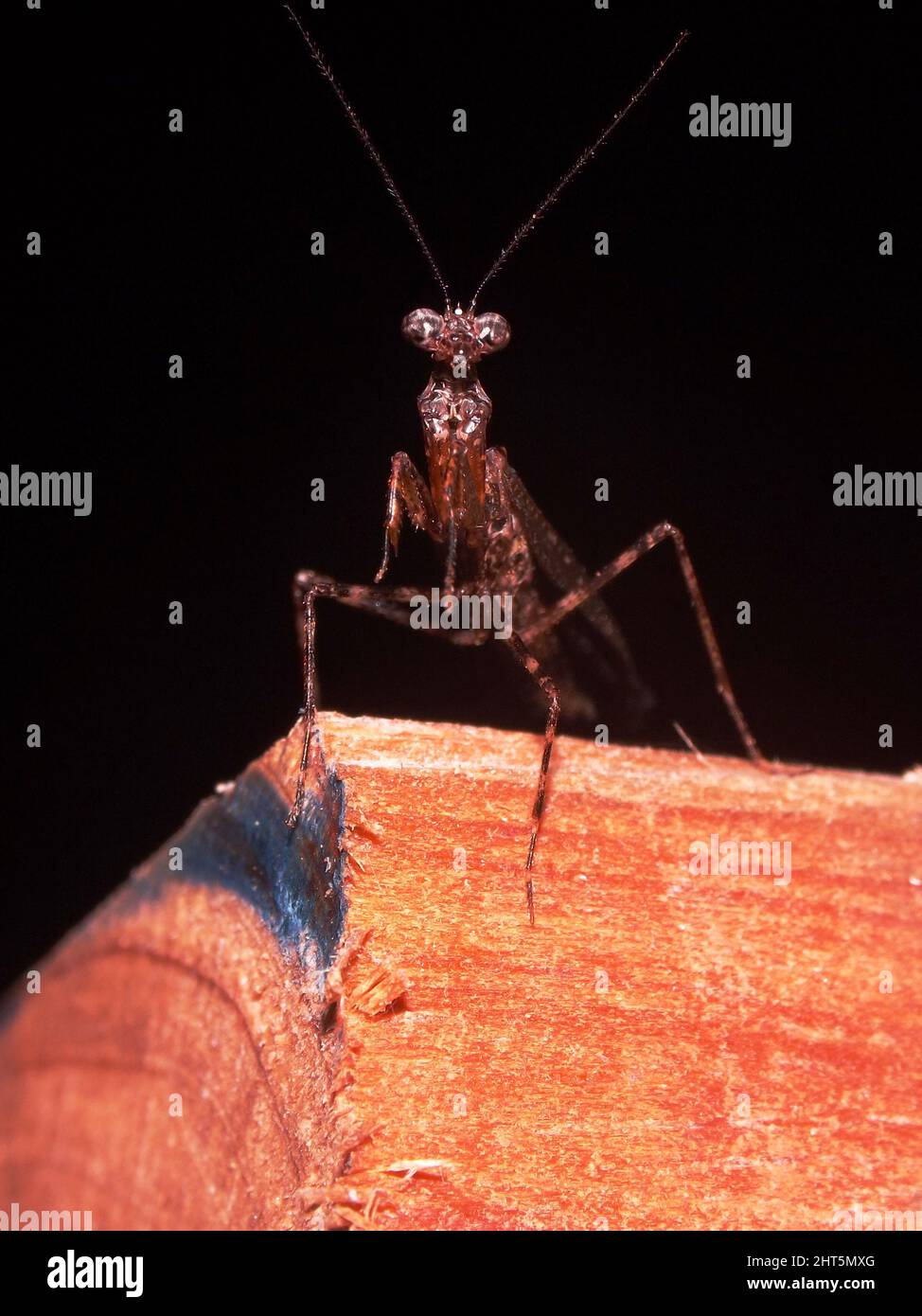Une Mantis sombre et insolite priant isolée sur un morceau de bois pillant aux caméras sur un fond noir naturel Banque D'Images