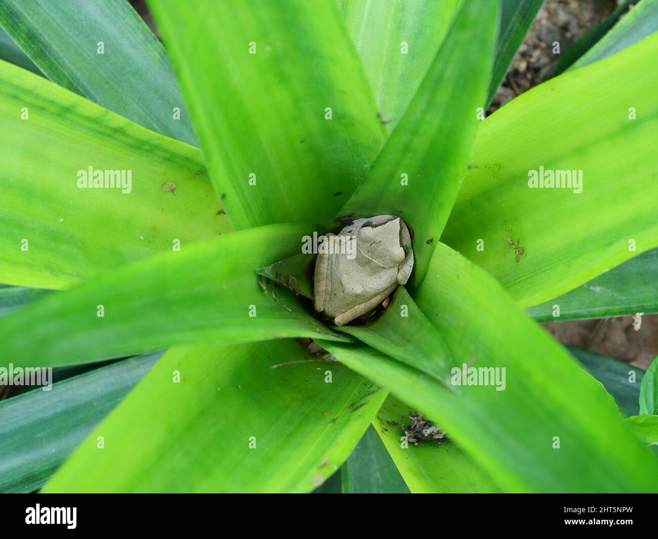 La grenouille d'arbre commune se cachant sur la feuille verte de plante d'ananas, les amphibiens dans la forêt naturelle et les plantations en Thaïlande Banque D'Images