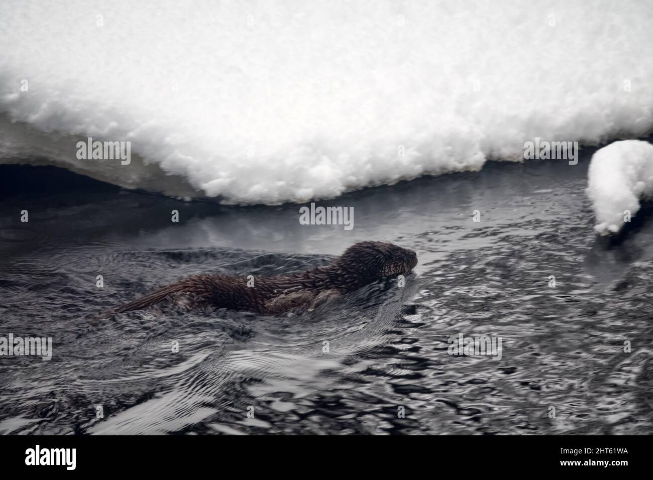 Une jeune loutre sur la rivière du nord qui gèle. Préfère les rivières avec piscines, tourbillons, rapides qui ne gèlent pas en hiver. En hiver, les loutres quittent leur fa Banque D'Images