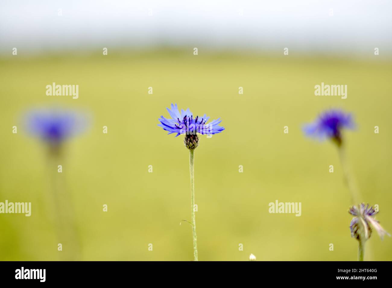 Cliché sélectif d'une fleur de maïs dans le champ Banque D'Images