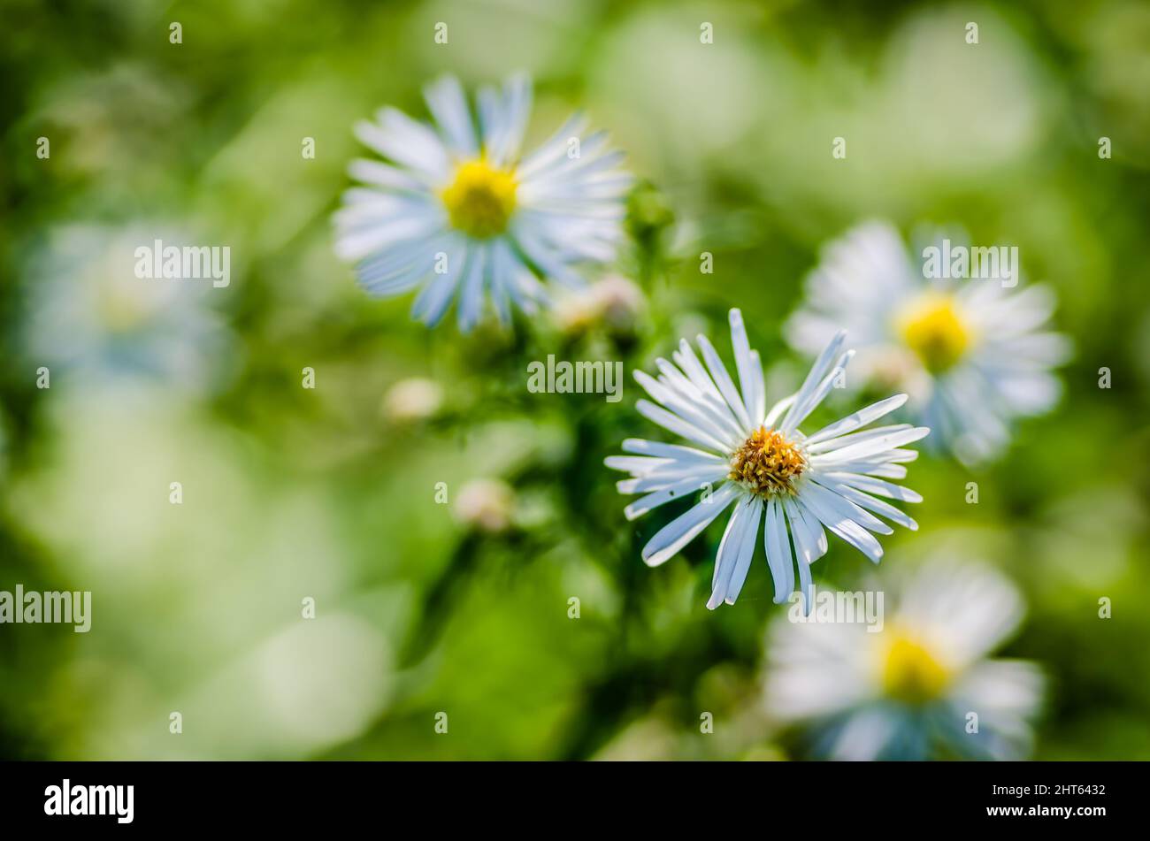 Arbustes aux fleurs de Marguerite ouvertes devant une jeune forêt de peupliers. Banque D'Images