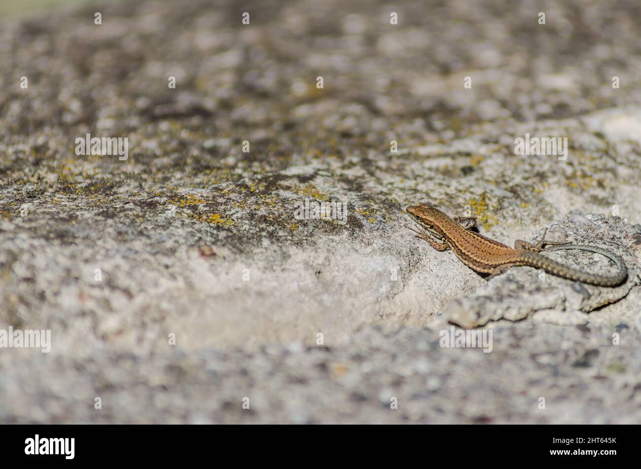 Petit lézard forestier dans son environnement naturel. Banque D'Images