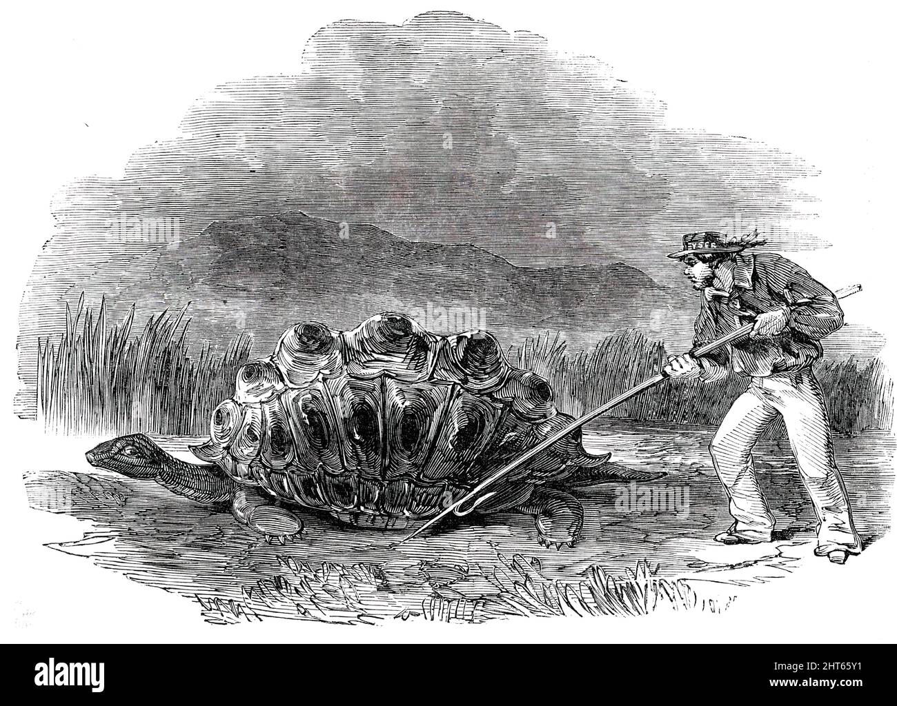 Gigantesque terre Tortue - un présent pour sa Majesté, 1850. Tortue '... vient d'être amené en Angleterre par le capitaine Brown, dans le navire de sa Majesté Geyser... un cadeau à sa Majesté la Reine [Victoria], du Dr Shea, chirurgien de l'hôpital Royal Naval, au Cap de bonne espérance. Il est dit être un natif des îles Gallipagos [sic], et a été apporté au Cap... quelques années depuis, dans un baleinier... sa longueur est exactement sept feet...its, en marchant, est de trois pieds... la force de l'animal est proportionnelle à leur taille; car, torpid et paresseux comme il peut apparaître, il portera trois ou quatre hommes, s Banque D'Images