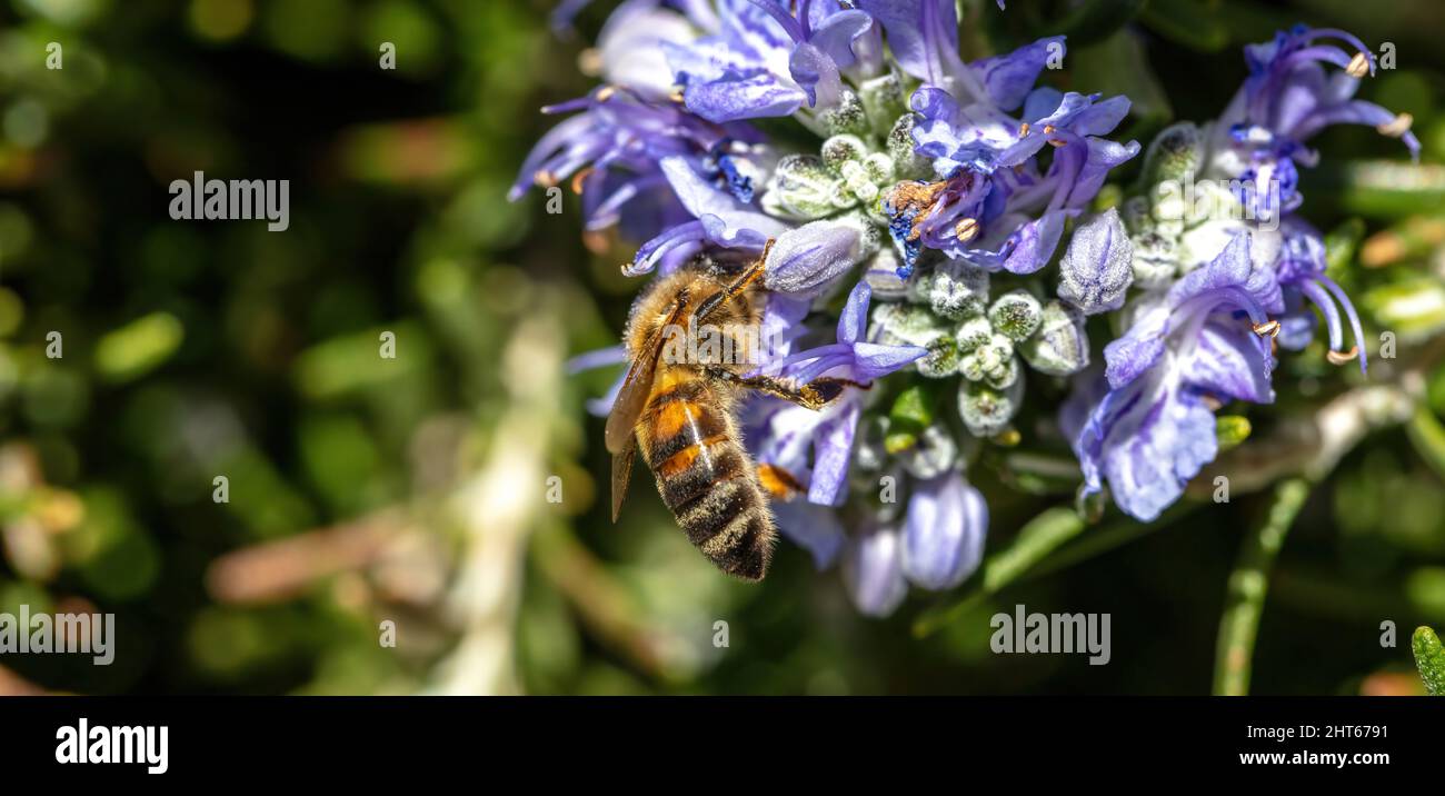 Abeille sur fleur de romarin. Pollinisation ROSMARINUS officinalis. Abeille collectez le nectar de fleur bleu-violet, vue rapprochée Banque D'Images