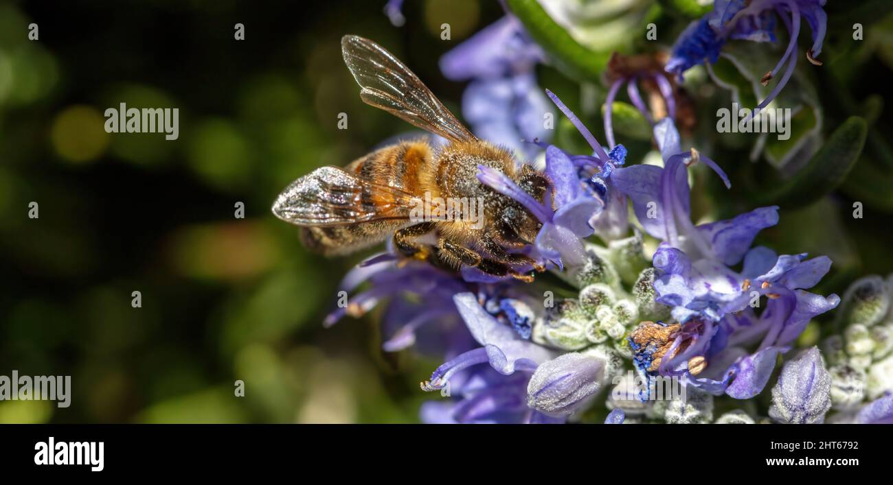 Abeille sur fleur de romarin. Pollinisation ROSMARINUS officinalis. Abeille collectez le nectar de fleur bleu-violet, vue rapprochée Banque D'Images