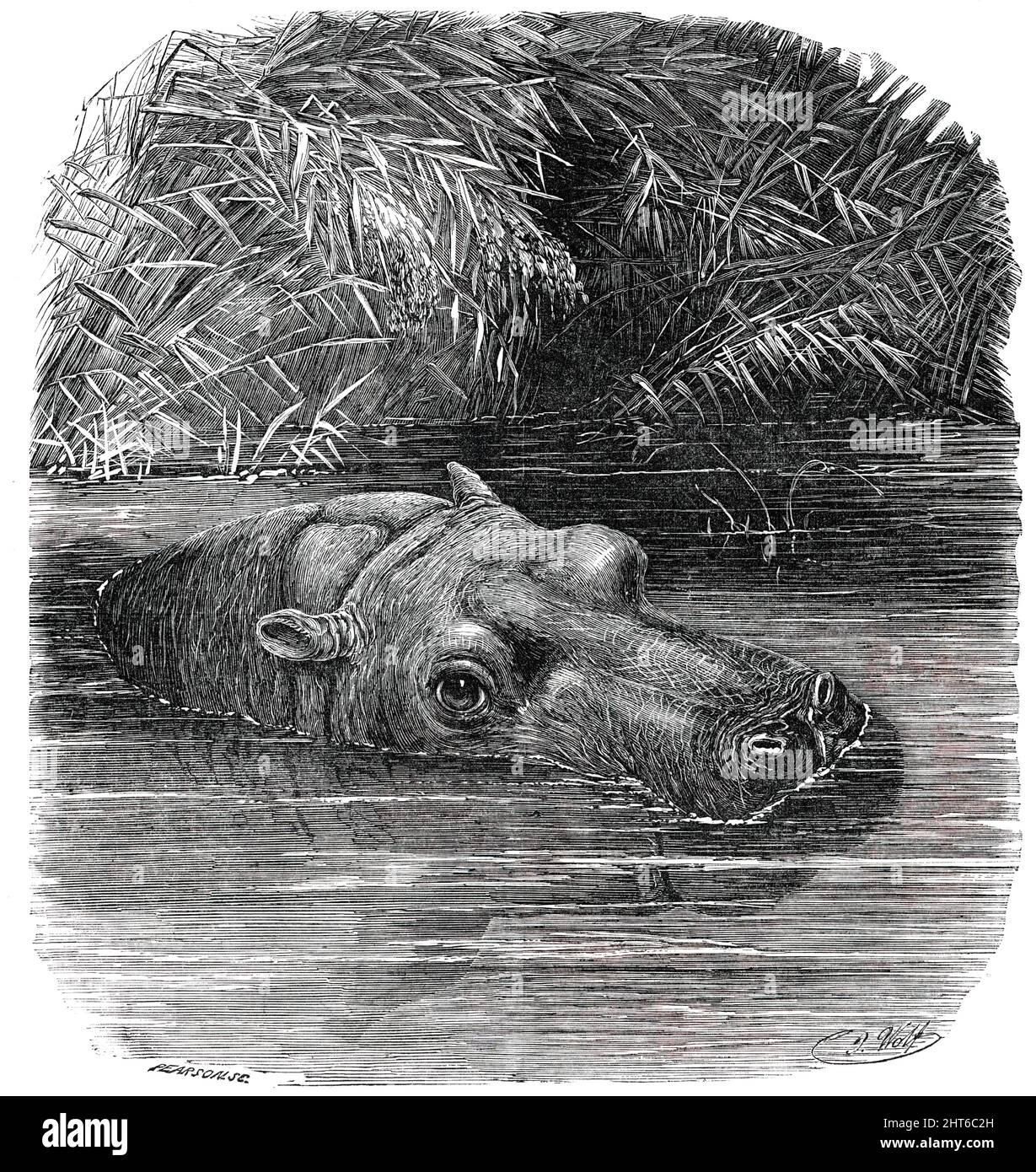 L'hippopotame dans les jardins de la Société zoologique, Regent's-Park, [Londres], 1850. Obaysch, un don d'Abbas Pasha, a été le premier hippopotame vu en Grande-Bretagne depuis les temps préhistoriques, et le premier en Europe depuis la Rome antique. Il a été capturé sur une île du Nil blanc alors qu'il avait moins d'un an. Son nom est dérivé du nom de l'île. "Voir l'Hippopotamus à juste titre, c'est le voir dans l'eau: Là son activité est seulement surpassée par la loutre ou le sceau; et heureusement est le spectateur qui obtient sa première impression de la créature comme il émerge soudainement Banque D'Images