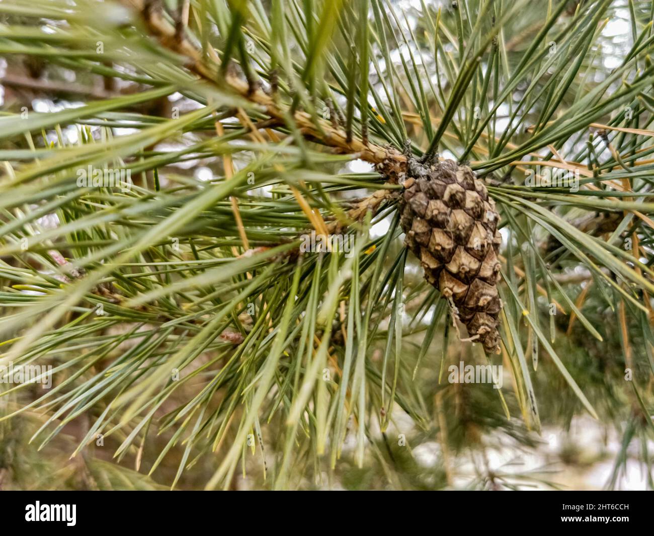 foyer sélectif du cône de pin sur la branche de pin dans la forêt gros plan, foyer doux Banque D'Images