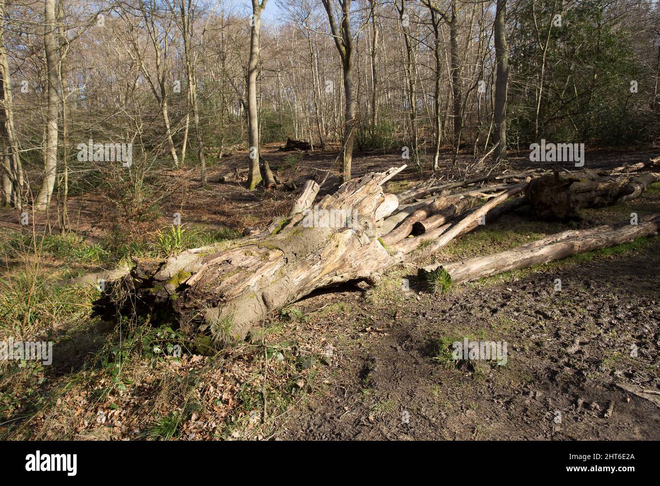 Epping Forest Essex Angleterre Royaume-Uni Banque D'Images