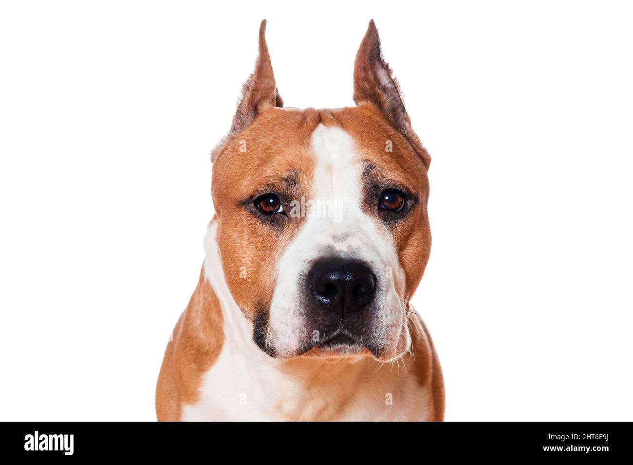 chien american staffordshire terrier couleur marron fermé isolé sur fond blanc. Photo de haute qualité Banque D'Images